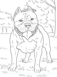 American bully
