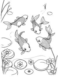 Carpas koi en el agua