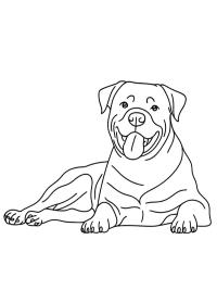 Rottweiler