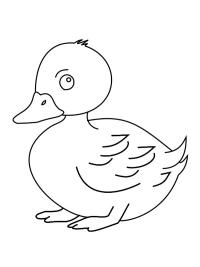 Pato adorable