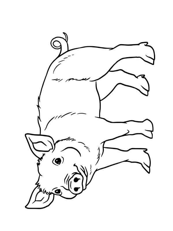 Dibujo de cerdo para Colorear