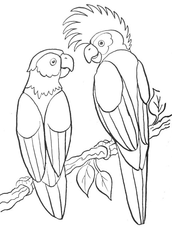 Dibujo de 2 loros para Colorear