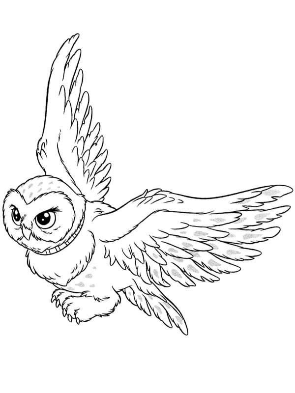 Dibujo de Hedwig Lechuza Harry Potter para Colorear